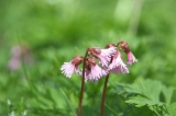 IMGP8971