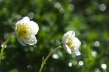 IMGP8998