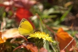 IMGP1334