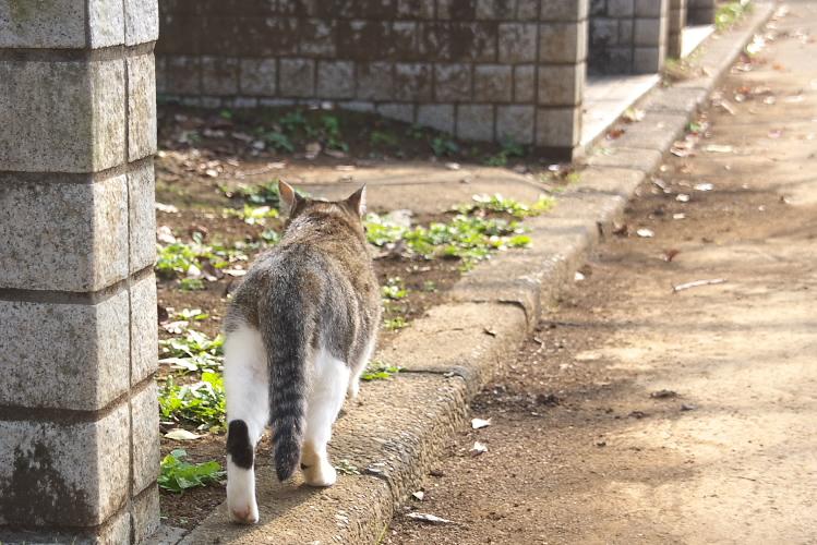 IMGP1463.jpg - 里見公園にて