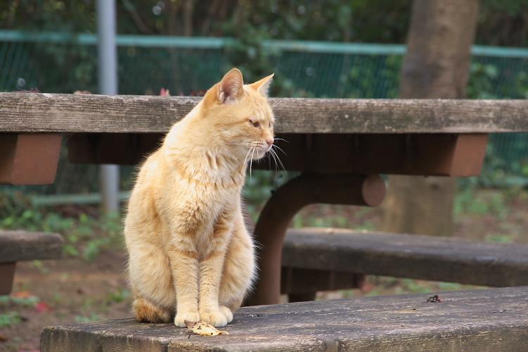 IMGP1468.jpg - 里見公園にて