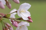 IMGP2444