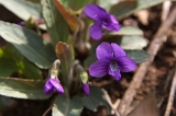 IMGP2478