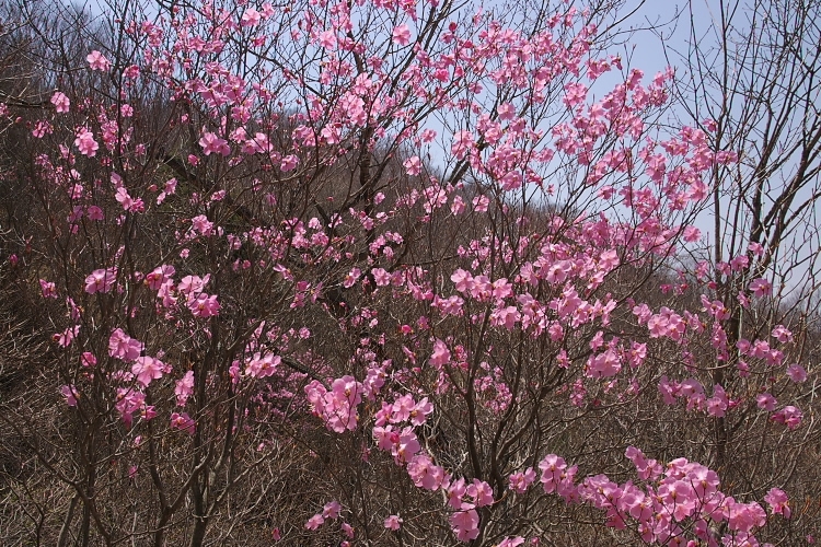 IMGP3520.jpg - ヤシオツツジ