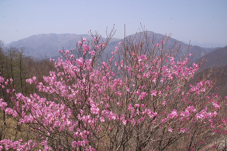 IMGP3530.jpg - ヤシオツツジの向こうに　社山