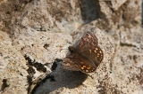 IMGP3435