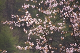 IMGP3466