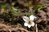 IMGP3483