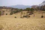 IMGP3513