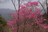 IMGP3554