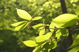 IMGP3597