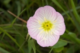 IMGP3644