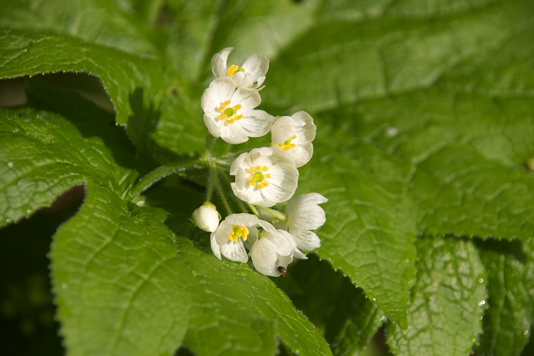 IMGP3744.jpg - サンカヨウ