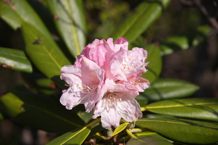 IMGP3810.jpg