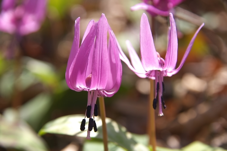 IMGP3847.jpg