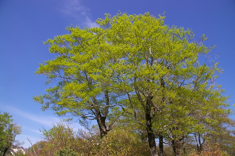 IMGP3871.jpg