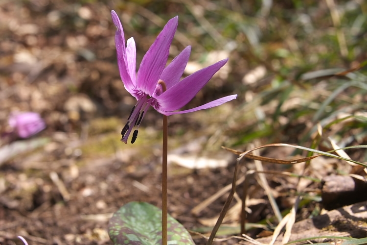 IMGP3889.jpg