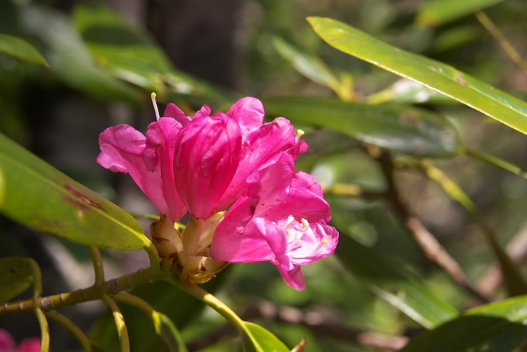IMGP3951.jpg