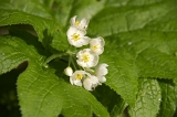 IMGP3744