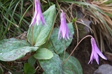 IMGP3773