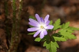 IMGP3787