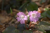 IMGP3788