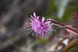 IMGP3798