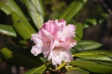 IMGP3810
