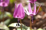 IMGP3847