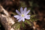 IMGP3928