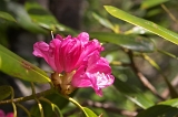 IMGP3951