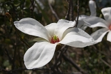 IMGP3966