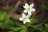 IMGP3984