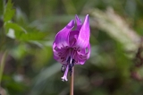 IMGP3992