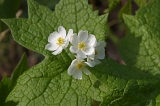 IMGP3994