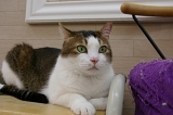 sIMGP4123