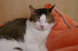 sIMGP4255