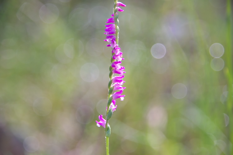 IMGP4772.jpg - ネジバナ