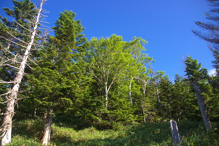 IMGP5028.jpg - 錫ヶ岳南のコルから錫ヶ岳へ向かう