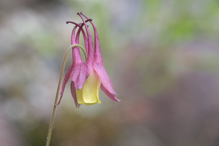 IMGP5190.jpg - ヤマオダマキ