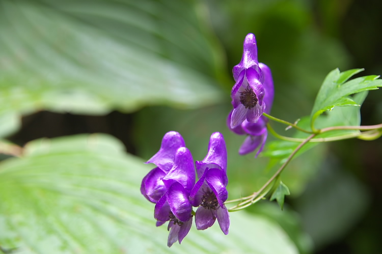 IMGP5430.jpg - トリカブト