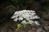 IMGP5329