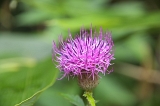 IMGP5393