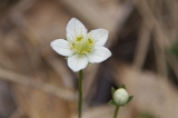 IMGP5624