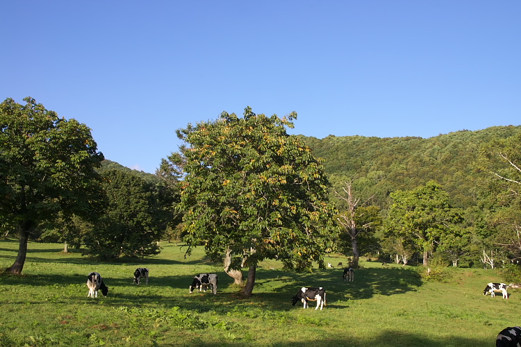 IMGP6008.jpg - 笹ヶ峰牧場