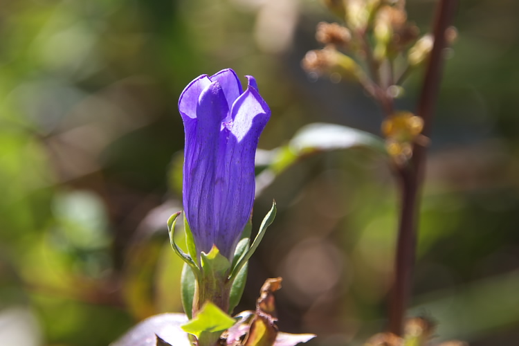 IMGP6127.jpg - オヤマリンドウ