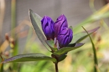 IMGP6237