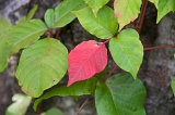 IMGP6282