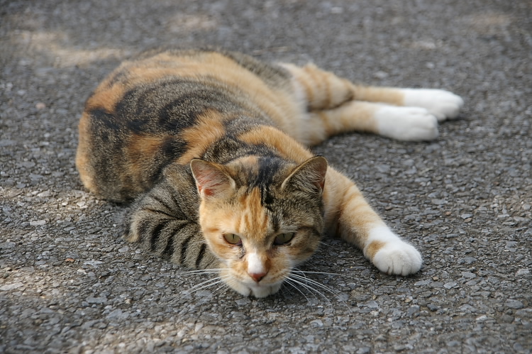 IMGP6438.jpg