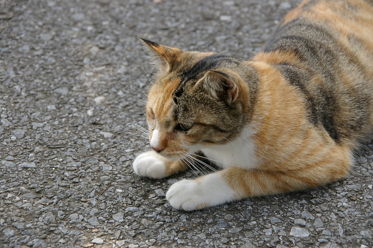 IMGP6448.jpg